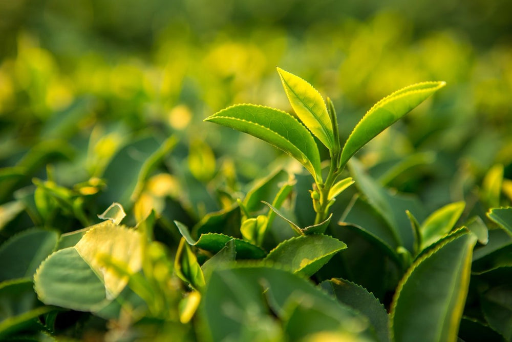 Grüner Tee stärkt dein Immunsystem – wichtig auch in Zeiten von Corona (COVID-19)