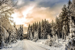 Winter Wonder BIO Teebox - Nur noch Restbestände - B.TEALY